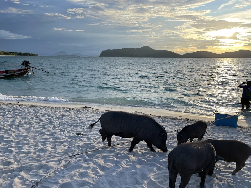 The shore and some wild boars in Koh Phangngan