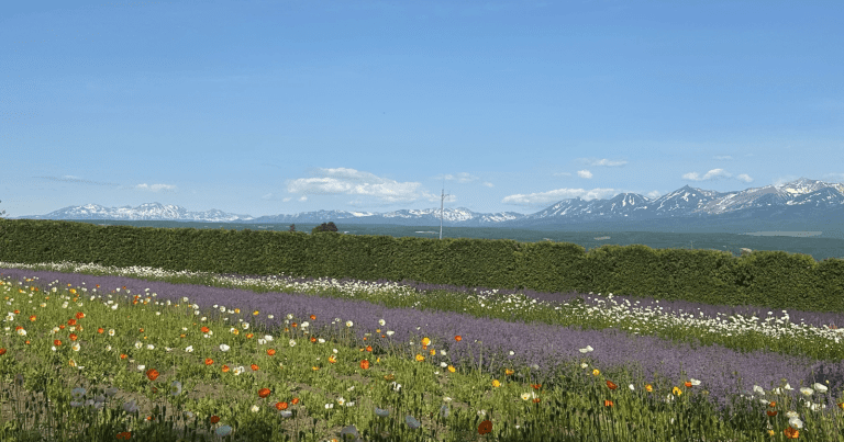 An expansive field of colorful wildflowers, including purple, red, orange, and white blooms, stretches across the foreground under a bright blue sky with scattered white clouds. Photo by Ann