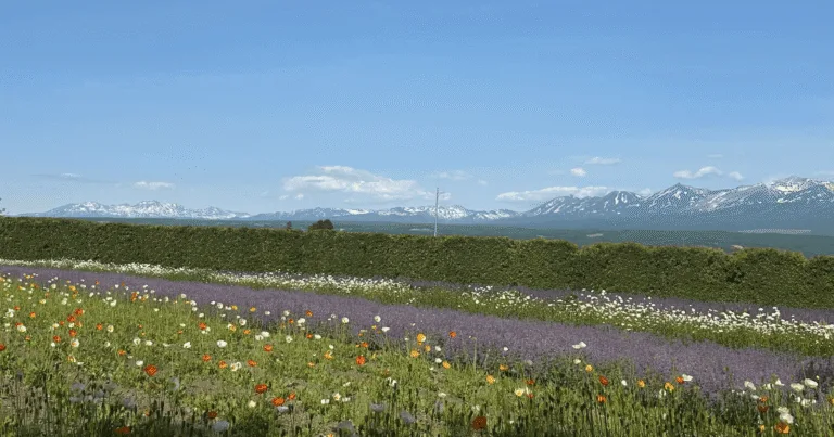 Furano Deep Dive: 3 Nights in Hokkaido’s Dreamy Heartland (Beyond the Lavender!)