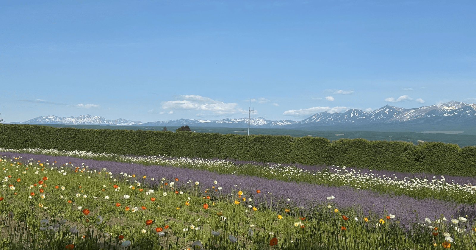 An expansive field of colorful wildflowers, including purple, red, orange, and white blooms, stretches across the foreground under a bright blue sky with scattered white clouds. Photo by Ann