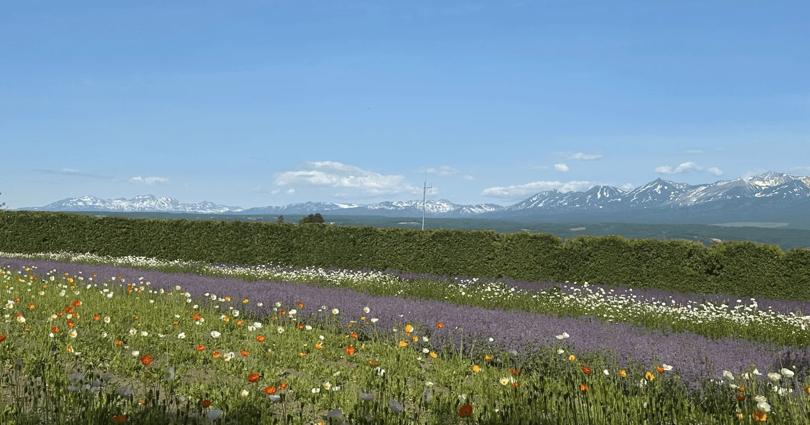 Lavender and flower fields at Farm Tomita Furano Hokkaido summer