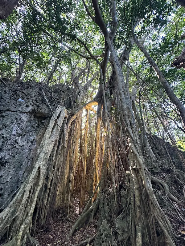 Banyan Tree lighted with sunrays
