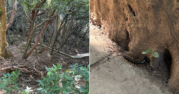 Inside the national park, they made pathways and we found a big centipede