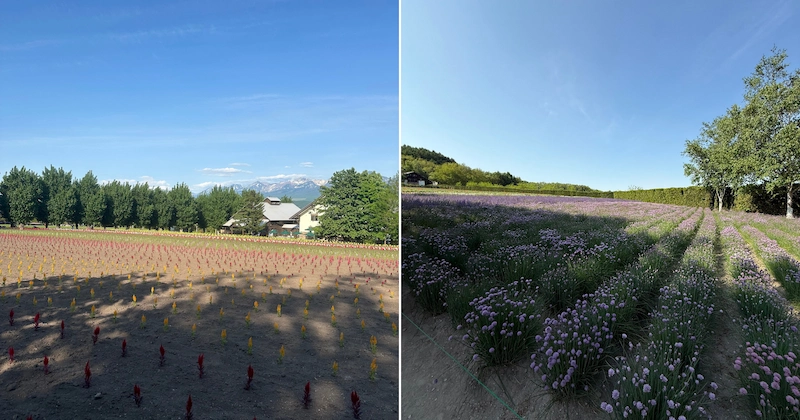 Rows of colorful and lovely flowers