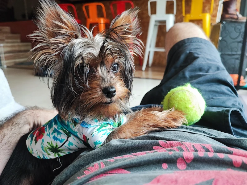 Talay, the light-brown resident dog of Cocoon Hostel, lying on the floor.