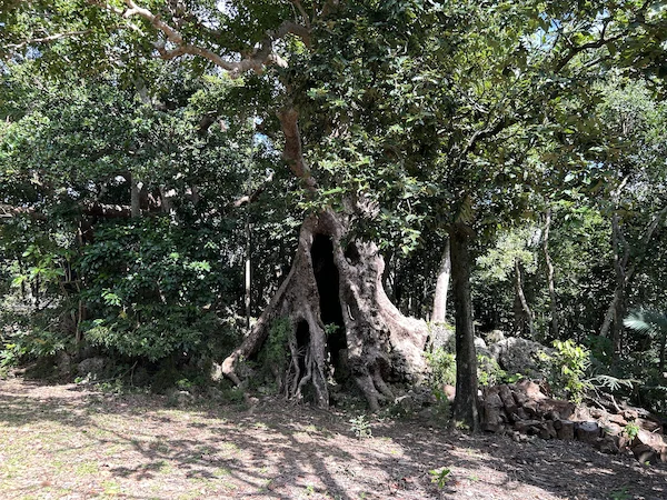 Unique old tree in Kenting
