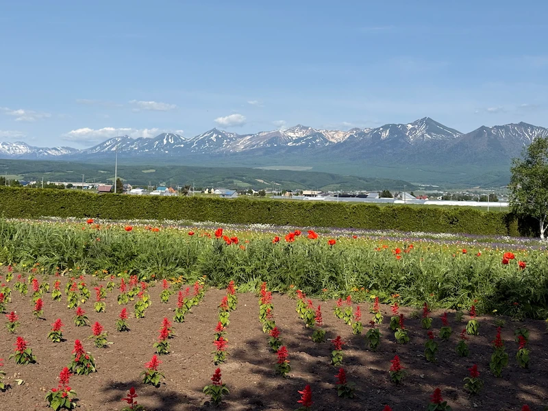 The lovely flower fields and mountain view of Farm Tomita