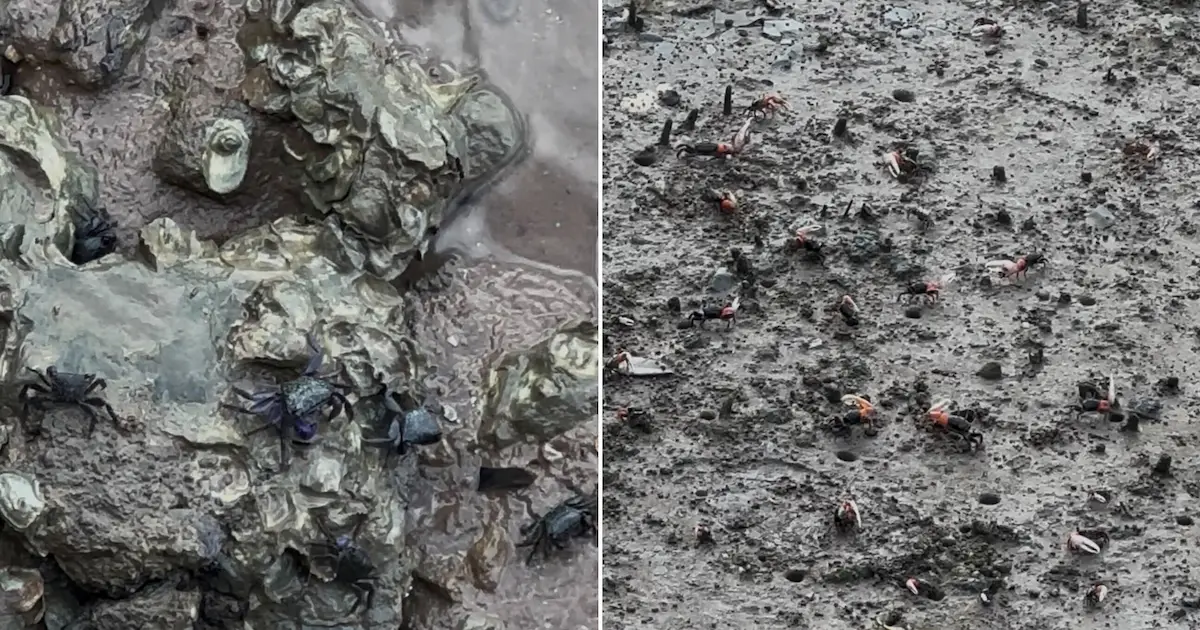 Close-up photos of the muddy riverbank in Krabi Town, showing dozens of small, fascinating mud crabs and fiddler crabs.