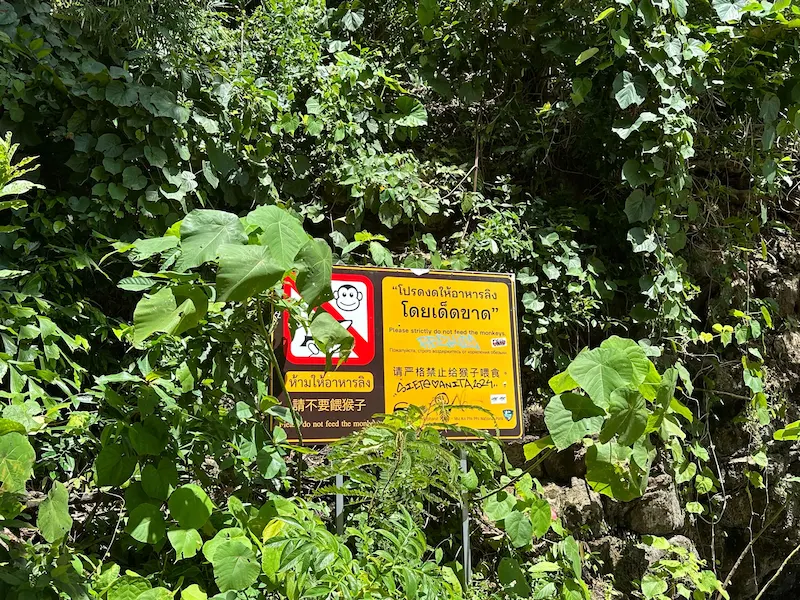 A yellow "Please strictly do not feed the monkeys" warning sign, written in several languages, is partially obscured by lush green jungle leaves on the Monkey Trail in Ao Nang.