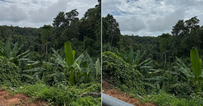 A panoramic view of the dense, tropical jungle surrounding Mae Kampong, showcasing wild banana trees and thick vegetation.