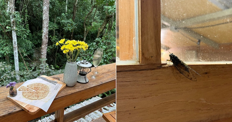 A close-up shot of a large cicada resting on the wooden window frame of the villa, highlighting the close connection to nature.