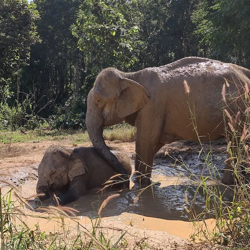 Elephants playing in a mud bath at a sanctuary in Northern Thailand during the lush Green Season
