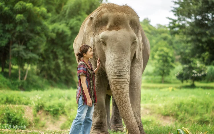 Elephant Jungle Sanctuary Chiang Mai