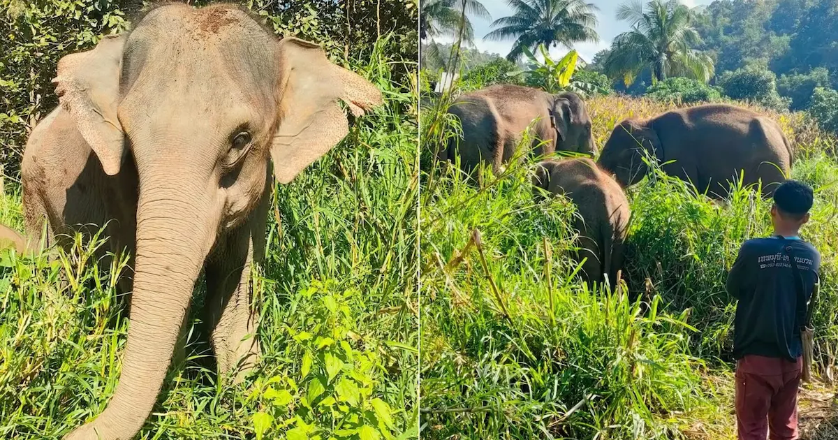 A composite image showing a close-up of an elephant’s face and a man walking with a herd of elephants through tall green grass.