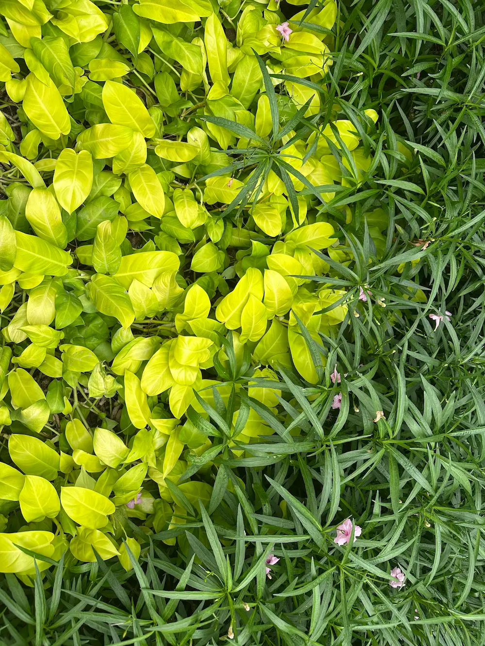 Lime-green leaves and small pink flowers in the well-kept garden at Wat Sri Don Moon, Chiang Mai